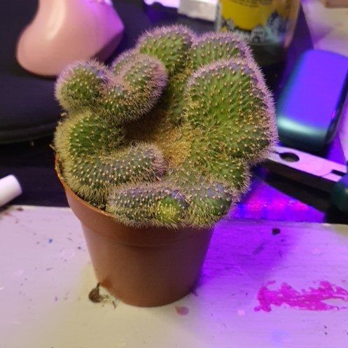 Photo of the plant species Hildewintera Aureispina Crest Variagated Grafted by @SteamySeaoxeye named Prince on Greg, the plant care app