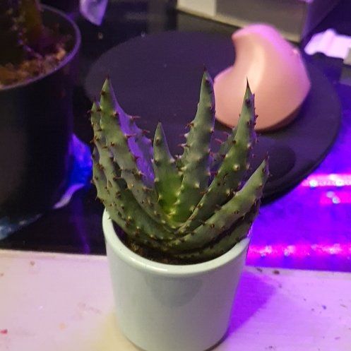 Photo of the plant species Red Hot Poker Aloe by @SteamySeaoxeye named Messi on Greg, the plant care app