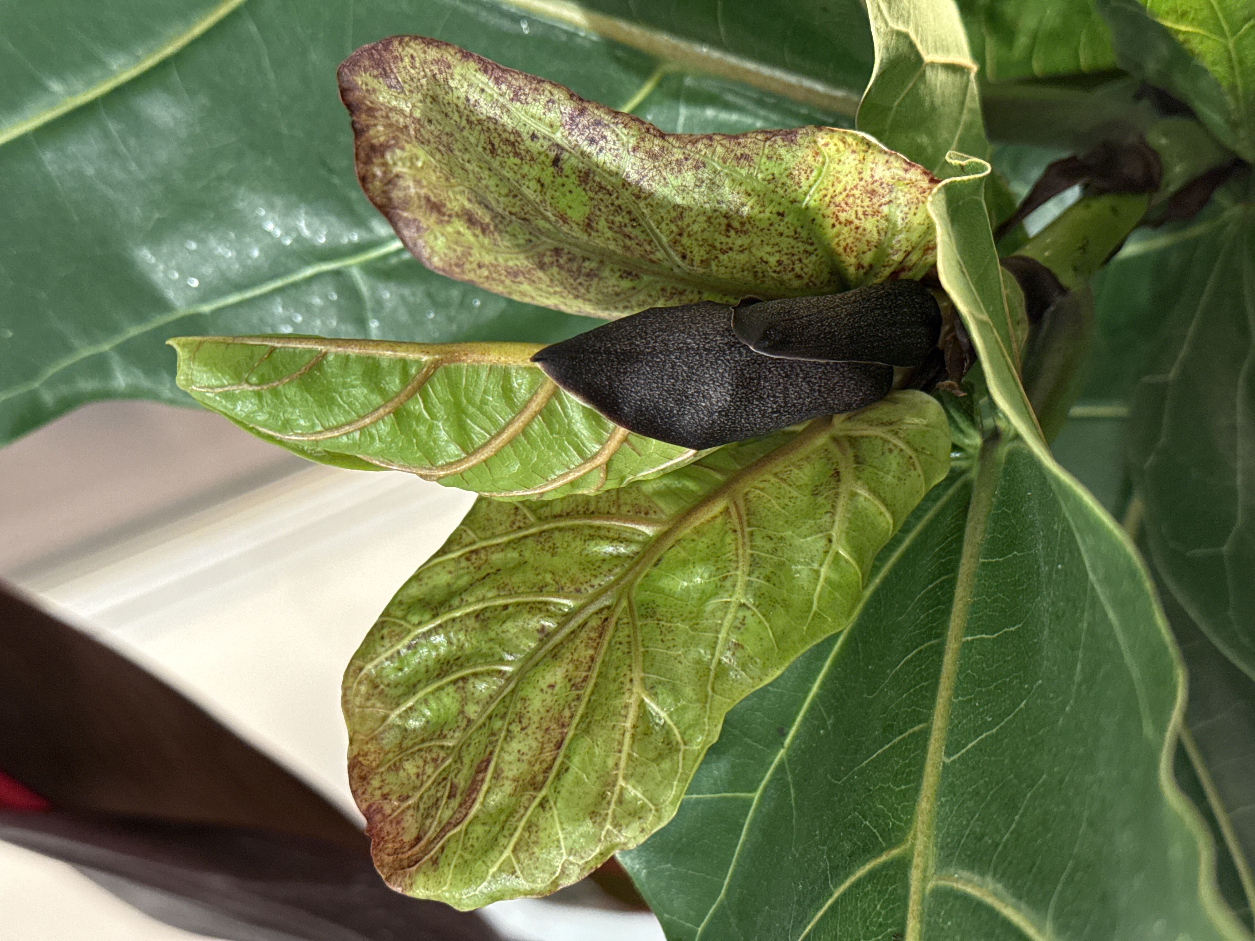 New FLF growth is not looking great! Even though I’m happ...