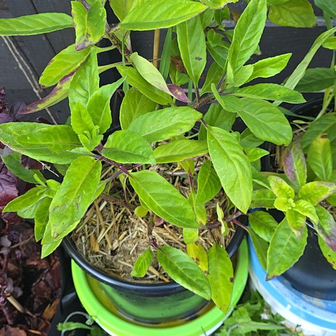 Photo of the plant species Longevity Spinach by @DecisiveChaya named Leonardo on Greg, the plant care app