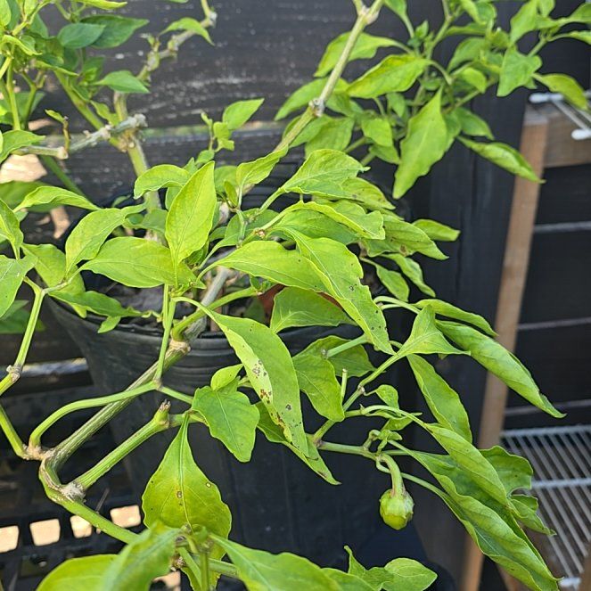 Photo of the plant species Cubanelle Pepper by @DecisiveChaya named Lavender on Greg, the plant care app