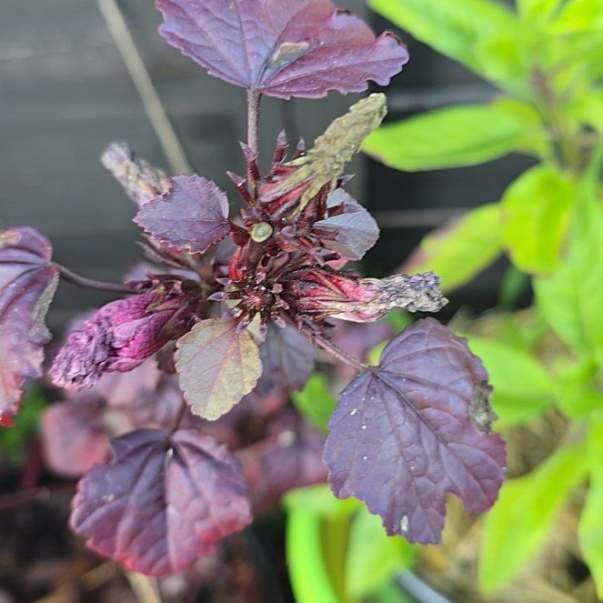 Photo of the plant species Hibiscus acetosella by @DecisiveChaya named Ronaldo on Greg, the plant care app