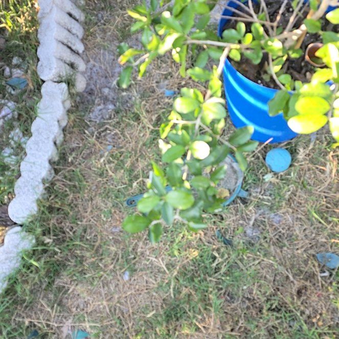 Photo of the plant species Barbados Cherry by @DecisiveChaya named Keanu Leaves on Greg, the plant care app