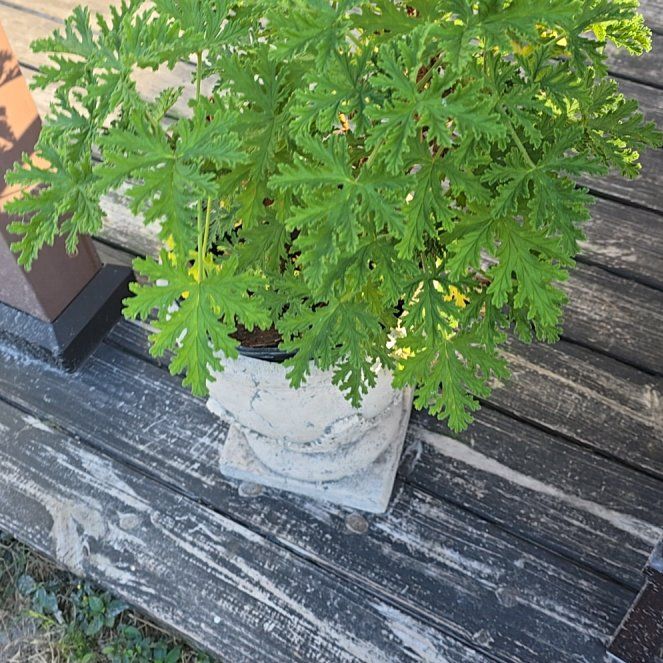 Photo of the plant species Citronella mucronata by @DecisiveChaya named Gaga on Greg, the plant care app