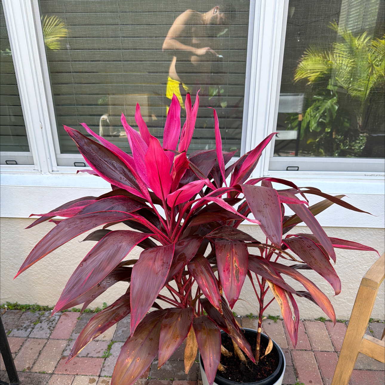 Photo of the plant species Cordyline 'Red Sister' by @PJsGarden named Regina on Greg, the plant care app