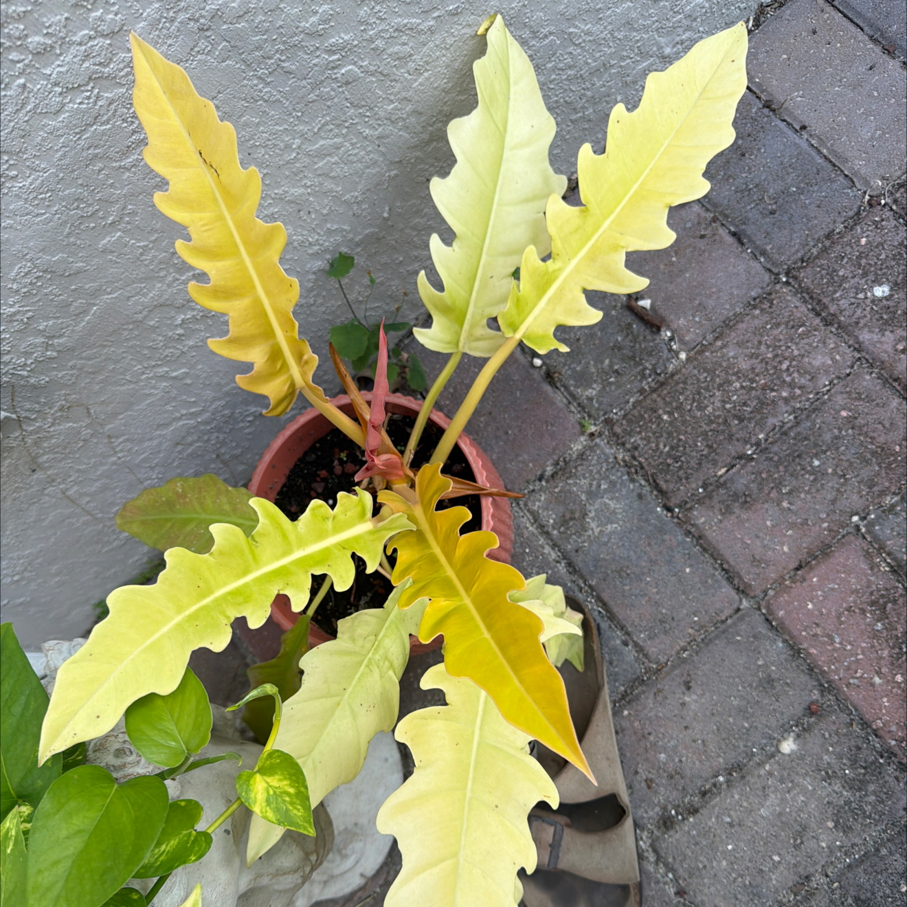 Mustard