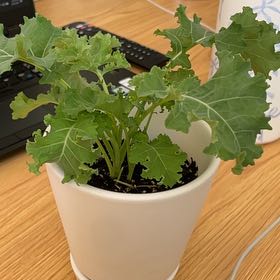 Photo of the plant species Curly Kale 'Reflex' by @ZingSkunkbush named Daphne on Greg, the plant care app