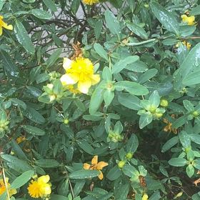 Photo of the plant species Primrose Jasmine by @YesWavycap88 named Harry on Greg, the plant care app