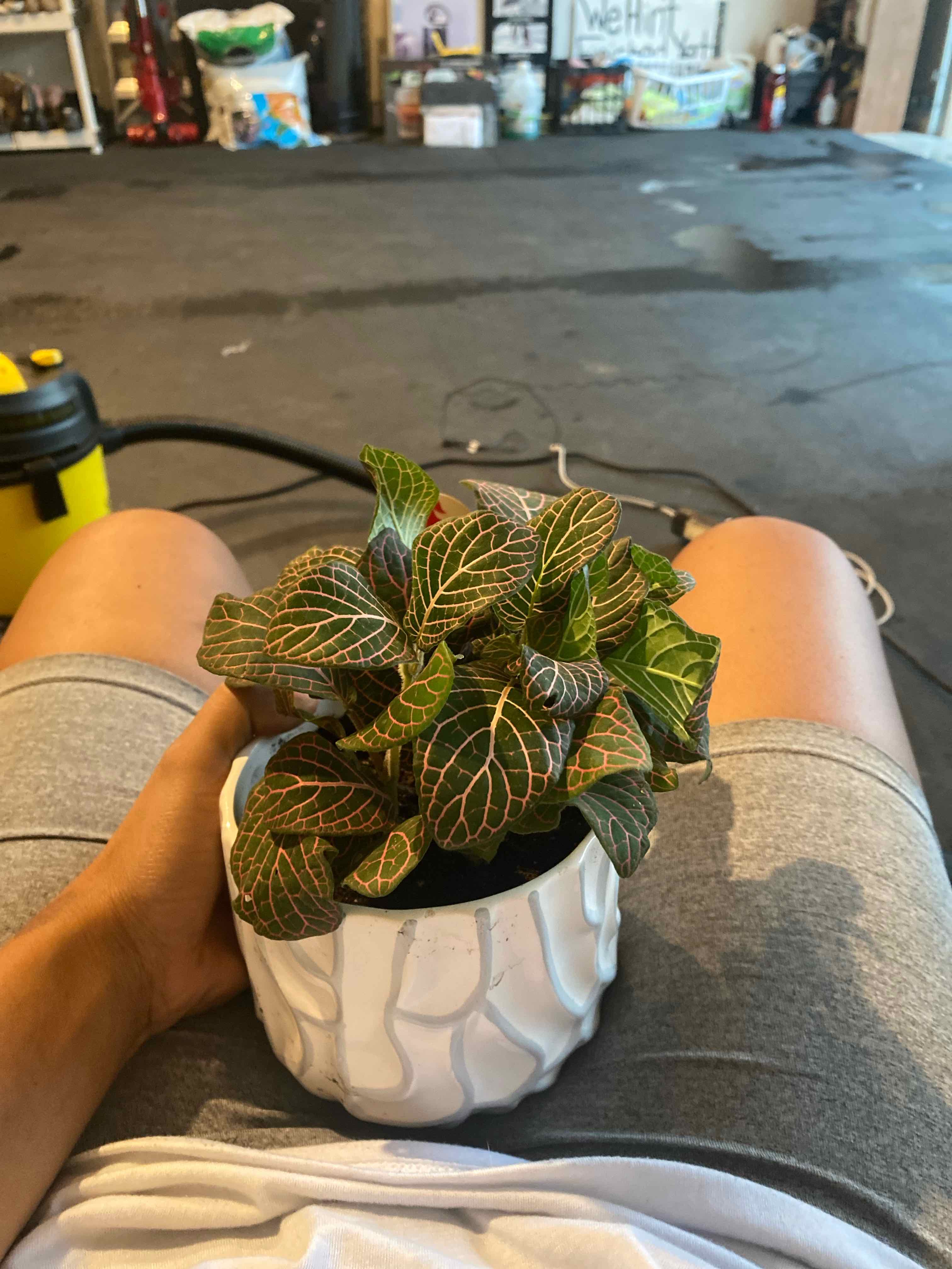Red Anne Nerve Plant in a white pot, held by a person in a garage setting.