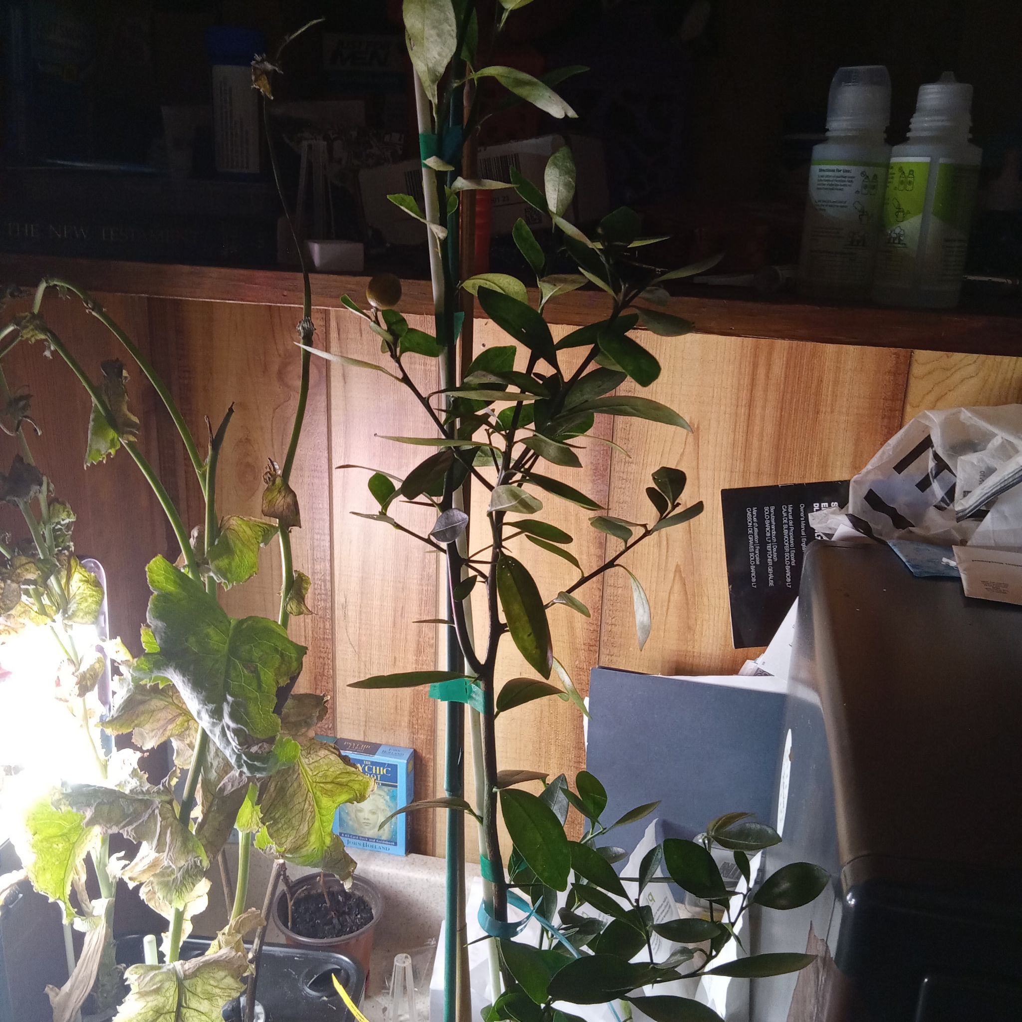 Photo of the plant species Meiwa Kumquat Tree by @GeniusRosebush named Chrisdy on Greg, the plant care app