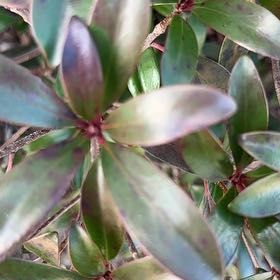 Photo of the plant species Tasmanian Pepperberry by @AppealingRedlog named Drake on Greg, the plant care app