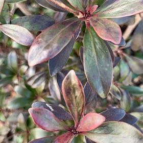 Photo of the plant species Tasmanian Pepperberry by @AppealingRedlog named Terra on Greg, the plant care app
