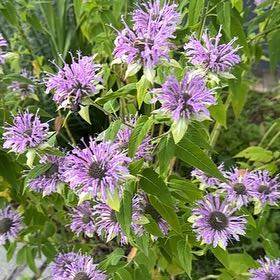 Photo of the plant species Wild Bergamot by @DeftWoollytorch named Madonna on Greg, the plant care app