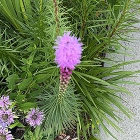 Photo of the plant species Dense Blazing Star by @DeftWoollytorch named Terra on Greg, the plant care app