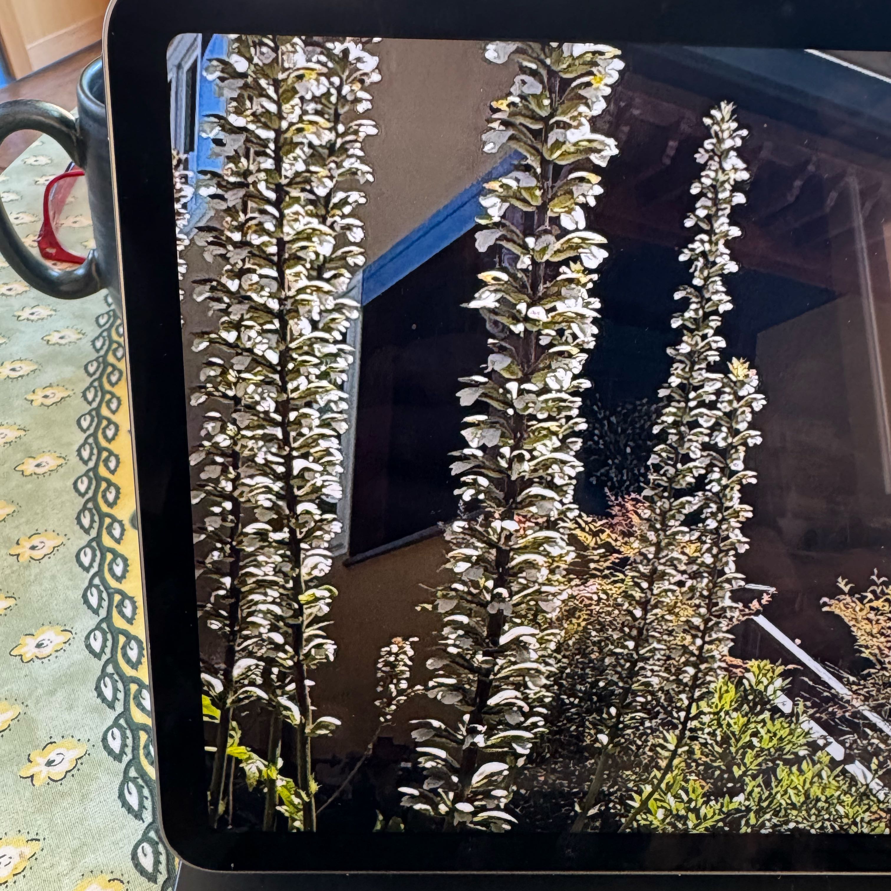 Photo of the plant species Acanthus Mollis by @BreezyBulrush86 named Emerson on Greg, the plant care app