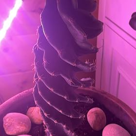 Photo of the plant species Spiral Cactus by @MightyQueenpalm named Fernie Mac on Greg, the plant care app