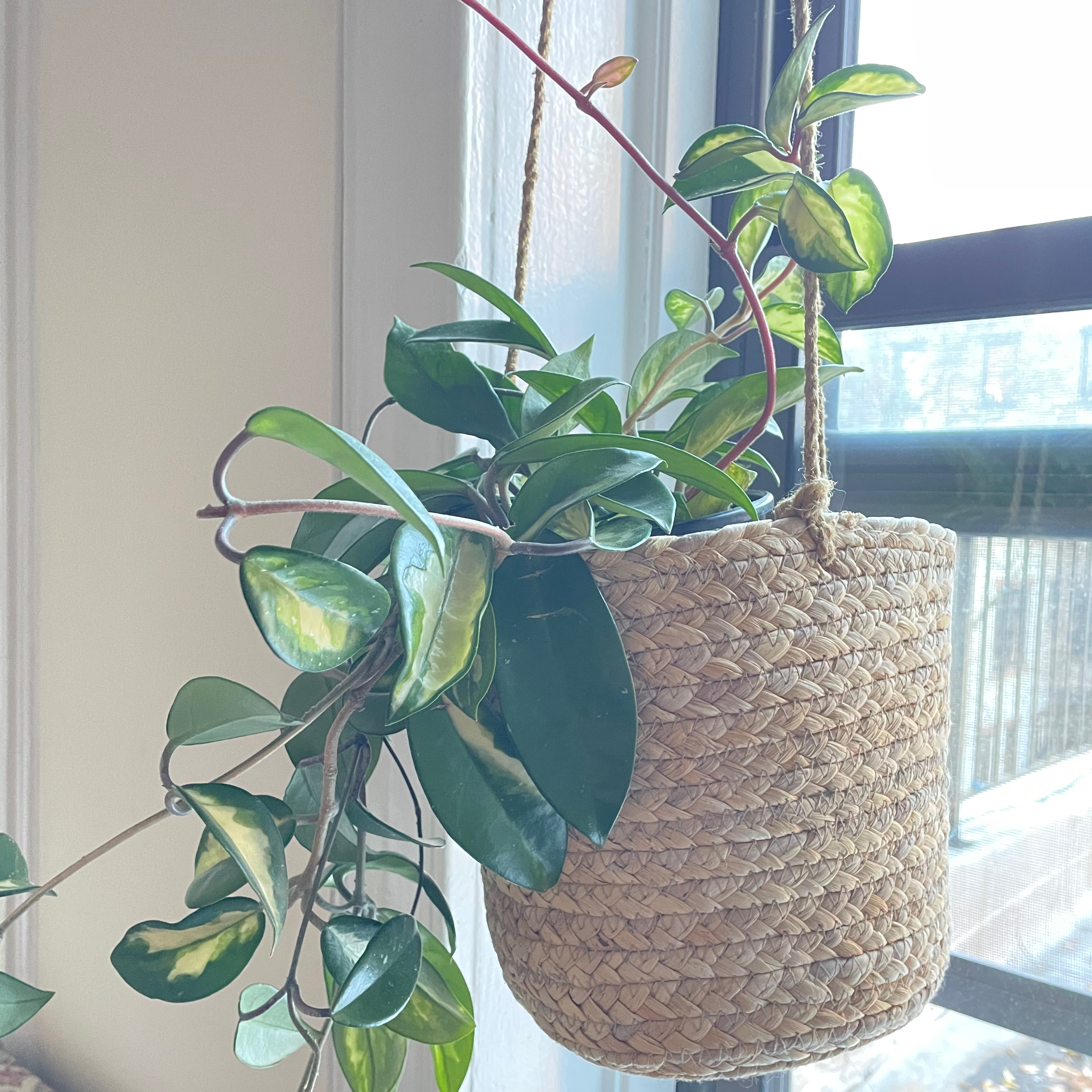 Hanging basket with a healthy Exotic Hoya plant near a window.