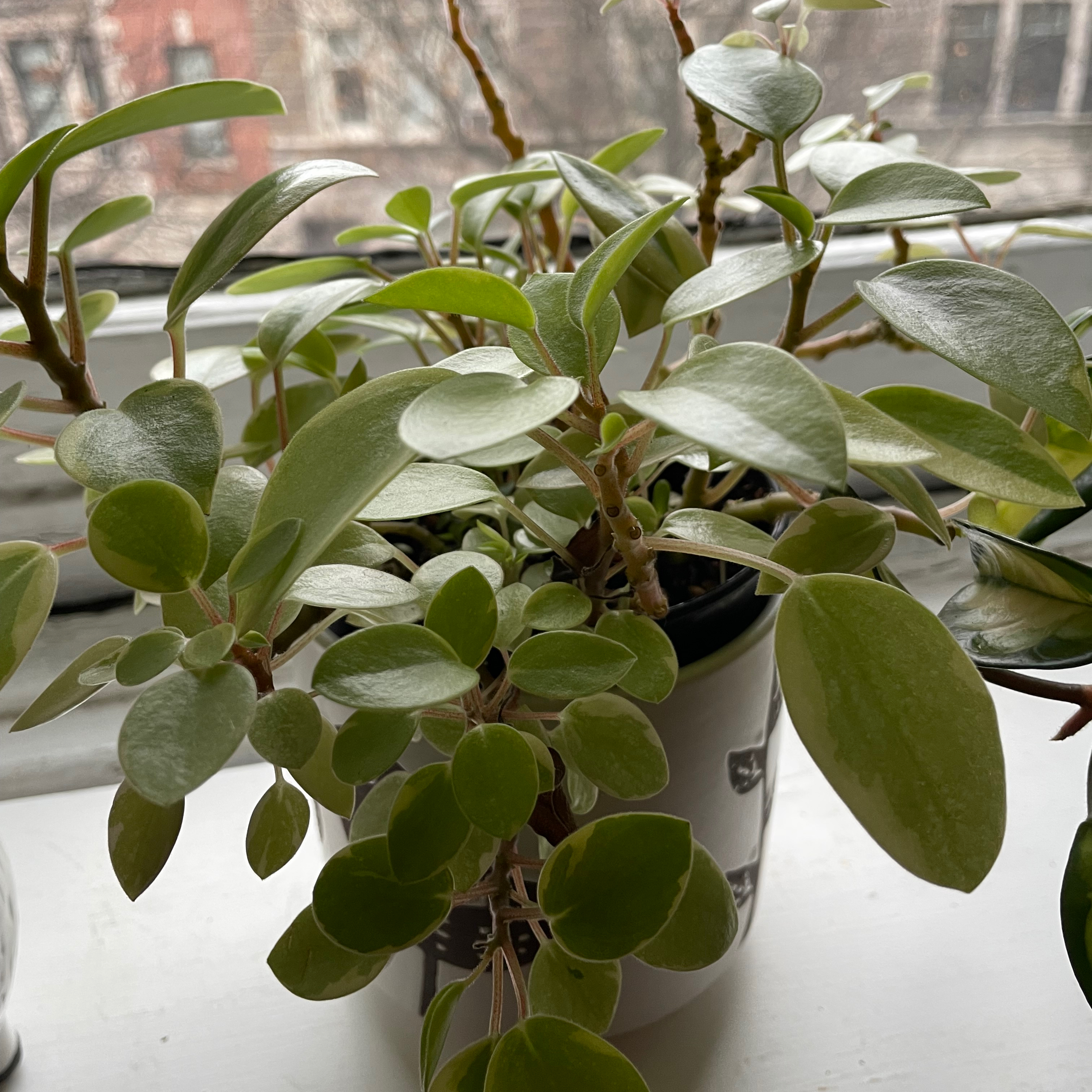 Teardrop Peperomia￼