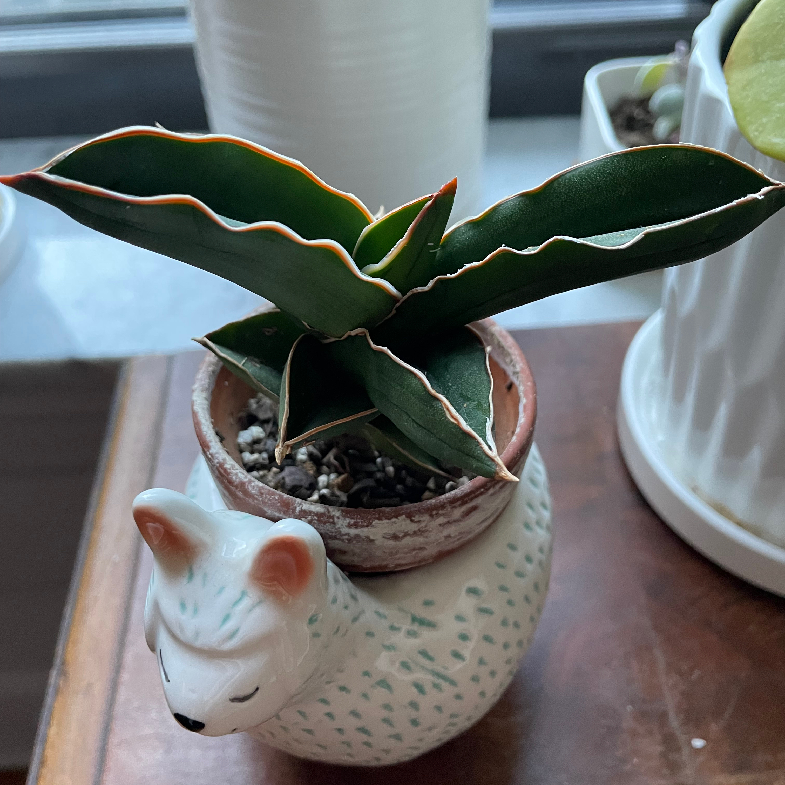 Samurai Dwarf Snake Plant in a decorative pot, healthy with visible soil.