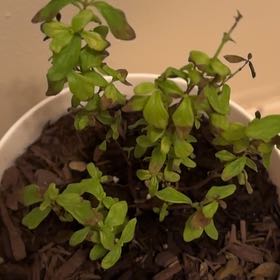 Photo of the plant species Costa Rican Mint by @ThrilledPalmier named Forrest on Greg, the plant care app