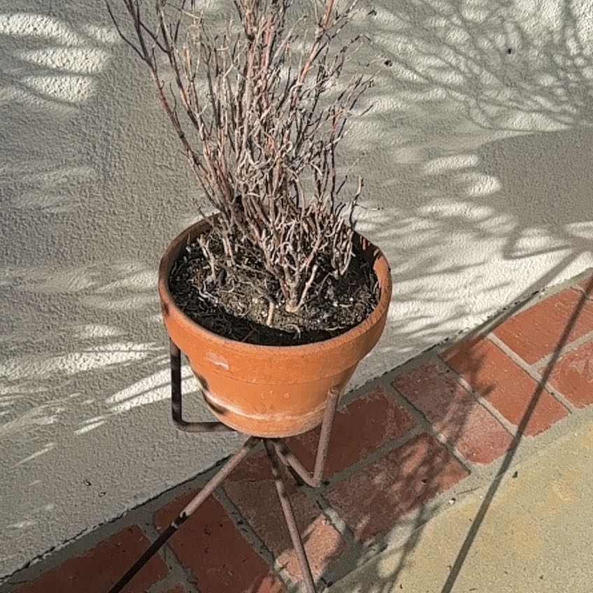 Photo of the plant species Beechdrops by @GoldenAllotropa named Bieber on Greg, the plant care app