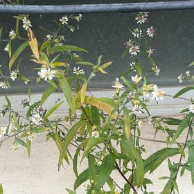 Photo of the plant species Panicled Aster by @LushGuasca43 named Orlando Bloom on Greg, the plant care app