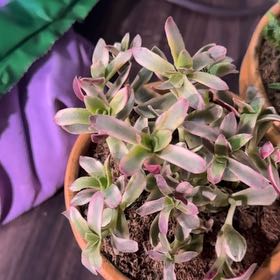 Photo of the plant species Crassula capitella subsp. capitella by @CuteAfghanpine named Bruce Lee on Greg, the plant care app