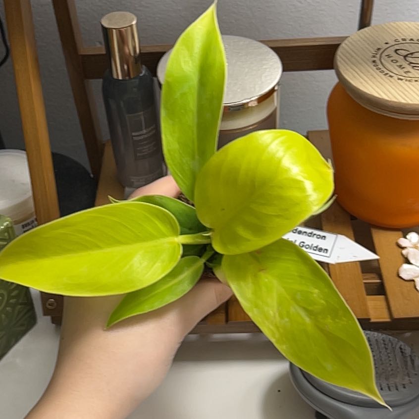 Photo of the plant species philodendron golden by @PoshOregano13 named Remington on Greg, the plant care app