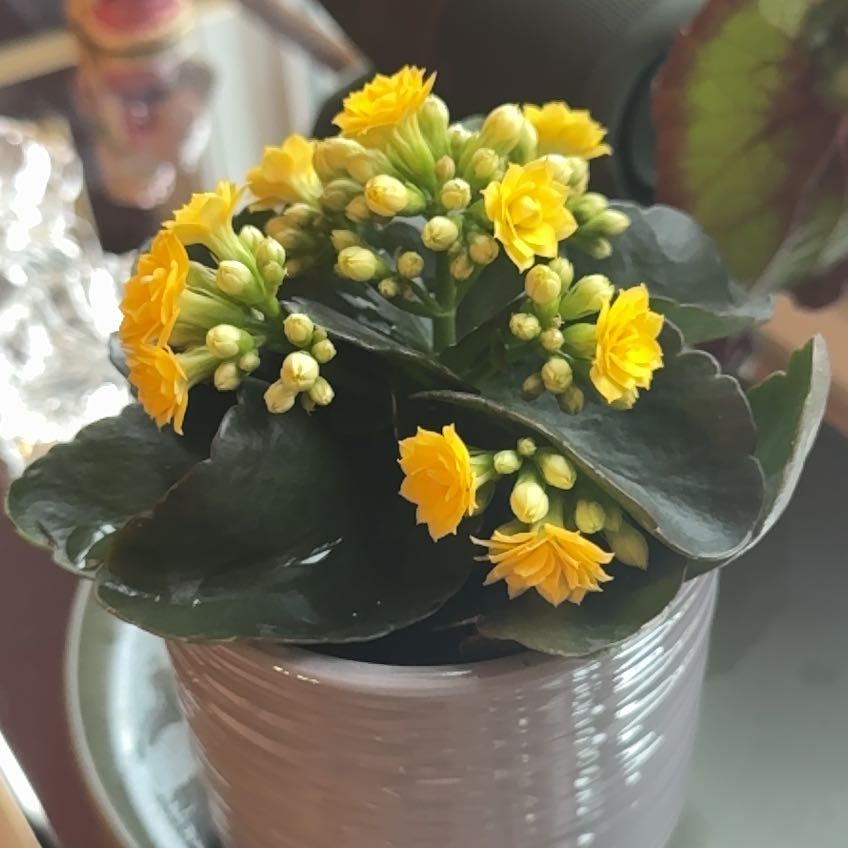 Photo of the plant species Calandiva by @TMarie80 named Marilyn on Greg, the plant care app