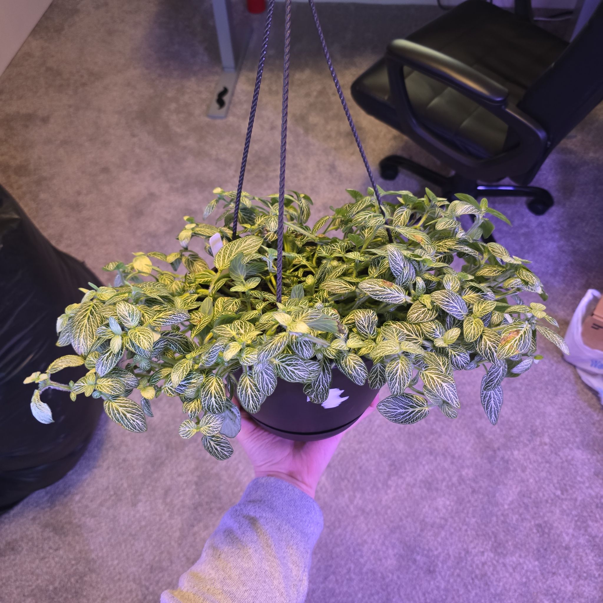 Photo of the plant species Mosaic Lemon Nerve Plant by @ker named Lenova on Greg, the plant care app