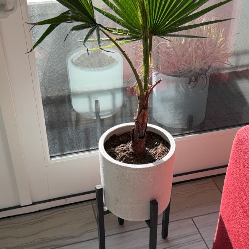 Photo of the plant species Mexican Fan Palm by @SweetImpatiens named Fanny Guapita on Greg, the plant care app