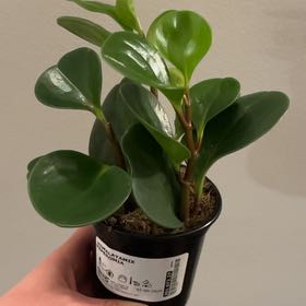 Photo of the plant species Himalayamix peperomia by @YardLittlejewel named Beyonce on Greg, the plant care app