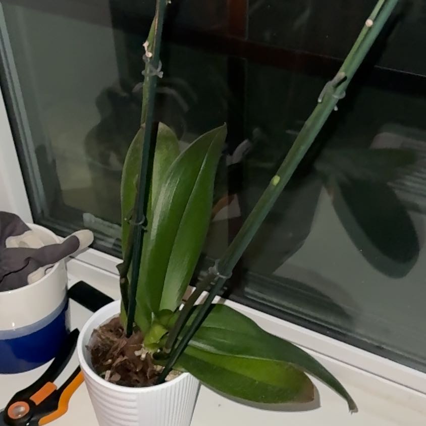 Photo of the plant species Moth Orchid 'Pisco' by @JollyChosmo95 named Rosa on Greg, the plant care app
