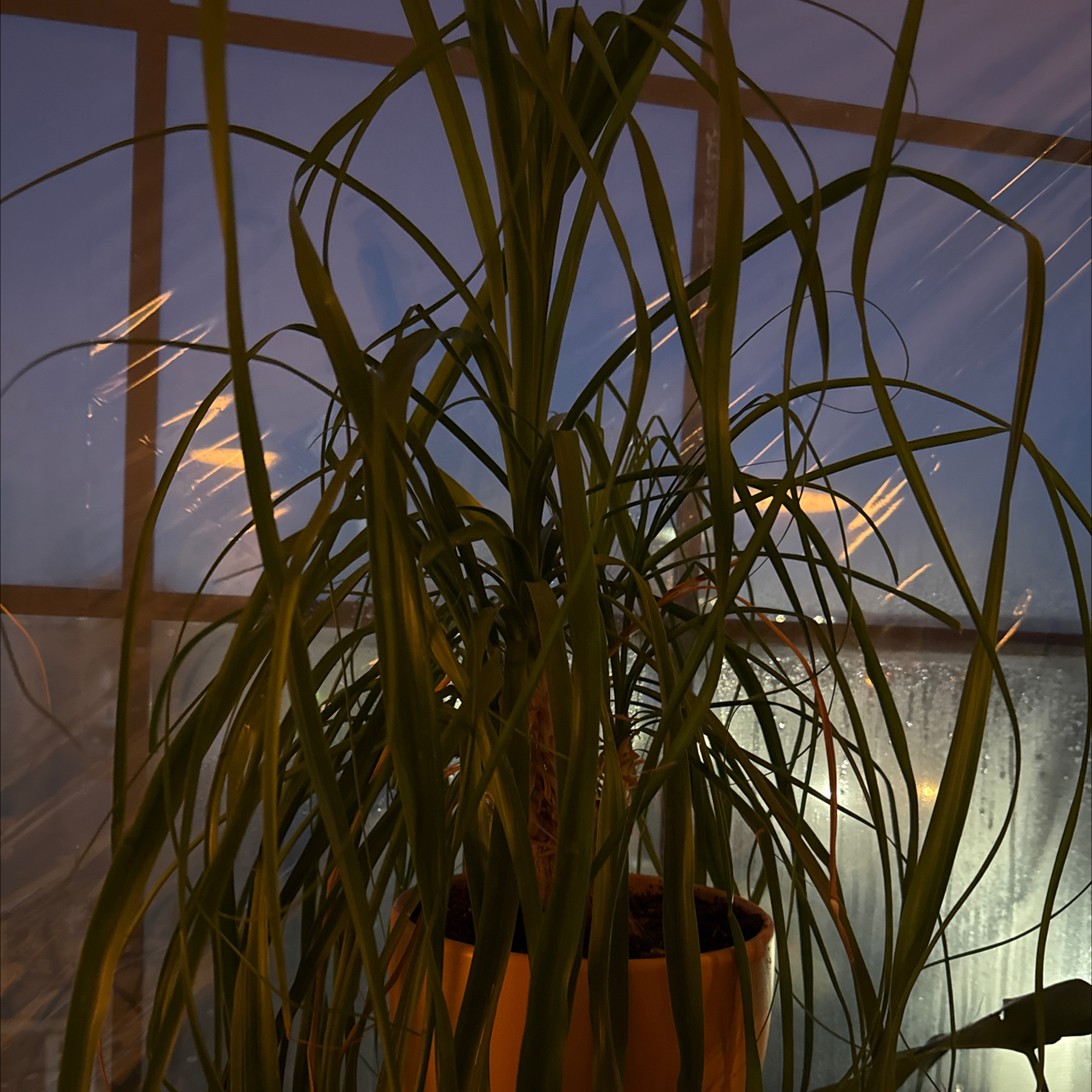 Photo of the plant species poneytail palm by @JollyChosmo95 named Einstein on Greg, the plant care app