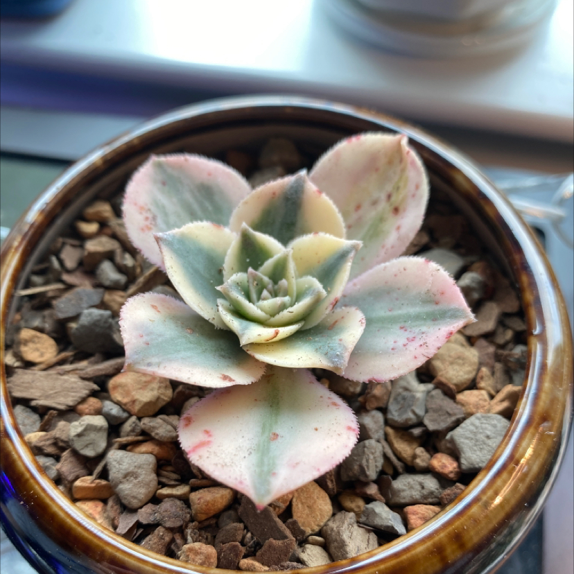 Photo of the plant species Rainbow Variegated Echeveria by @aliseana named Verde on Greg, the plant care app