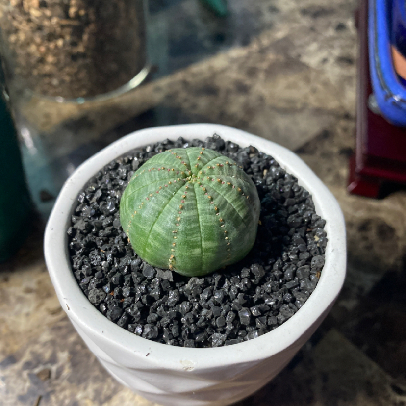 Baseball Plant (Euphorbia obesa) in a white pot with black gravel, healthy and well-framed.