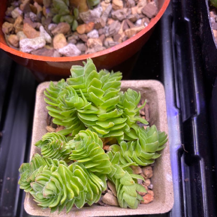 Photo of the plant species Crassula 'Estagnol' by @aliseana named Spring on Greg, the plant care app