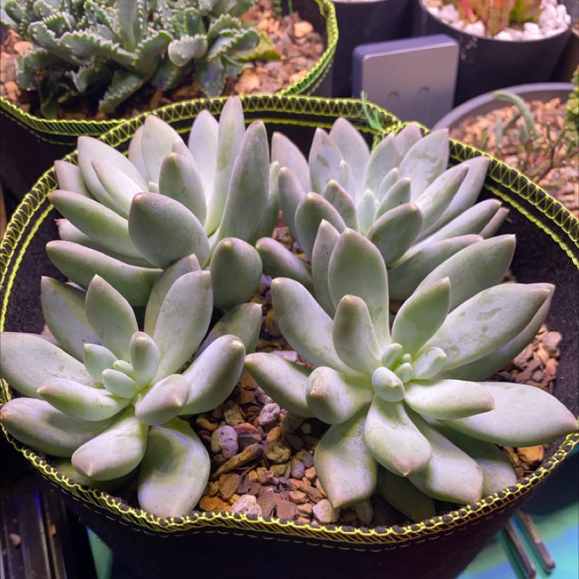 Pachyphytum 'Moon Silver' succulent plant with thick, fleshy leaves in a pot.
