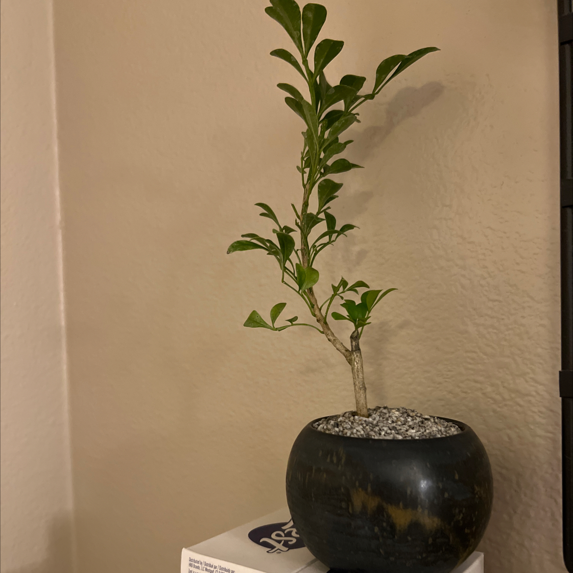 Photo of the plant species Chinese Perfume Plant by @BusySpinysenna named Guchi on Greg, the plant care app