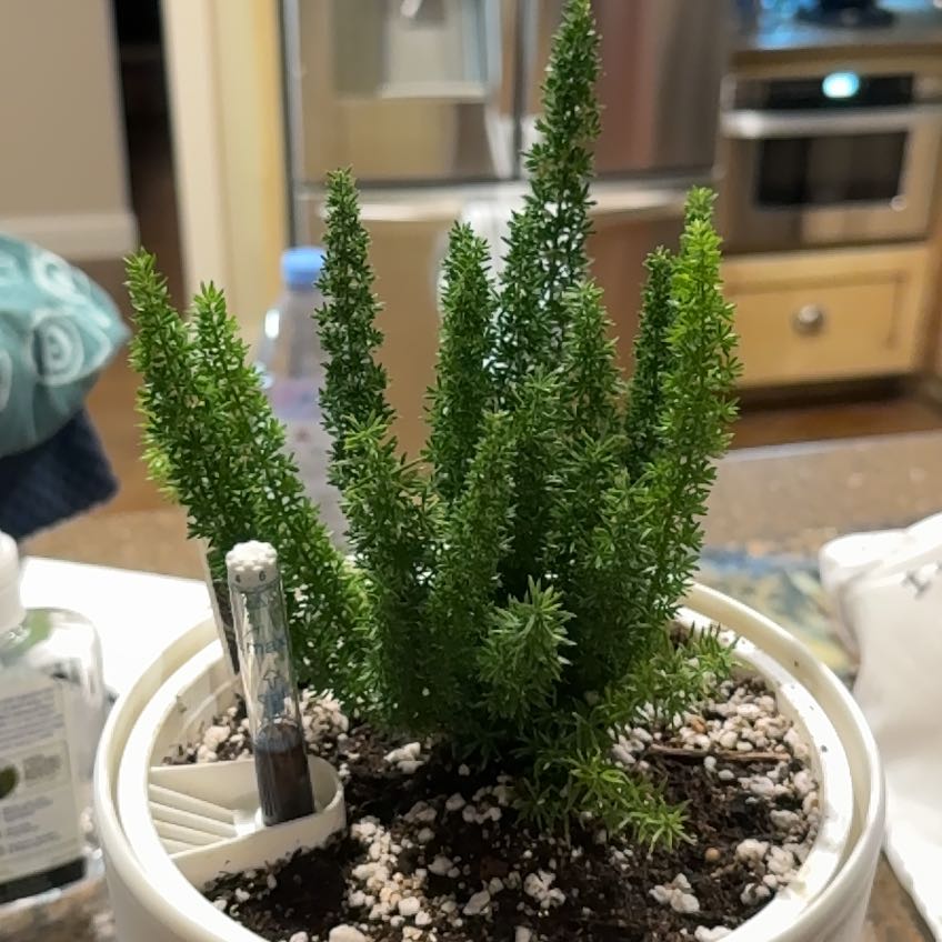 Photo of the plant species Meyers Foxtail Asparagus Fern by @SassyCassava82 named Remington on Greg, the plant care app