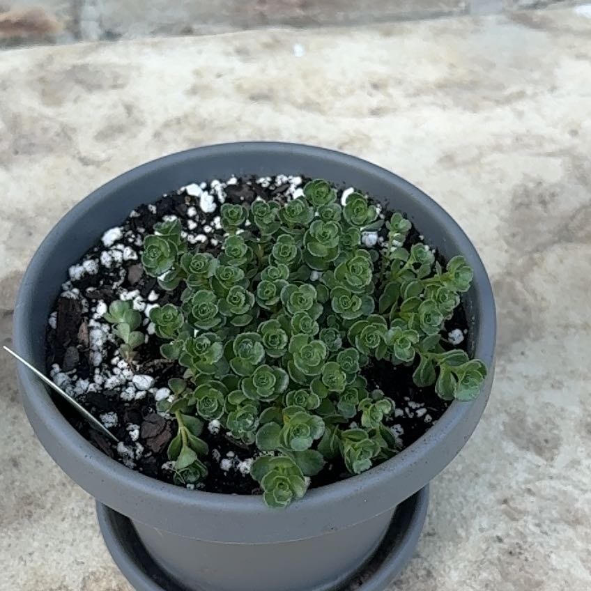 Photo of the plant species Sedum spurium 'John Creech' by @SassyCassava82 named Robert Plant on Greg, the plant care app