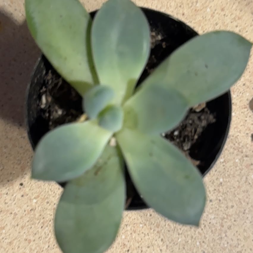 Photo of the plant species Pachyveria 'Blue Quartz' by @DreamyPecan1 named Gregarious on Greg, the plant care app