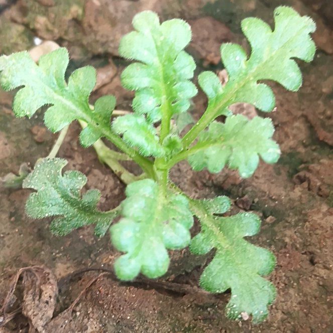 Photo of the plant species Smallflower Nemophila by @YokePlumpaisley named Eva on Greg, the plant care app
