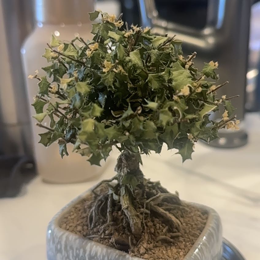 Photo of the plant species Singapore Holly by @MovingChosmo71 named greenie on Greg, the plant care app