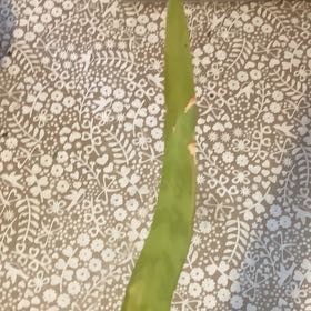 Photo of the plant species Long Strap Fern by @ExaltedAgboy named LiloStitch on Greg, the plant care app