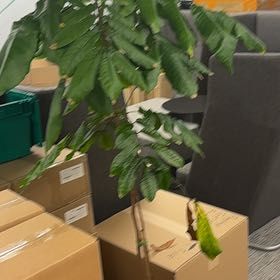 Photo of the plant species Zz Plant by @VigorousIcarus named Tree Diddy on Greg, the plant care app