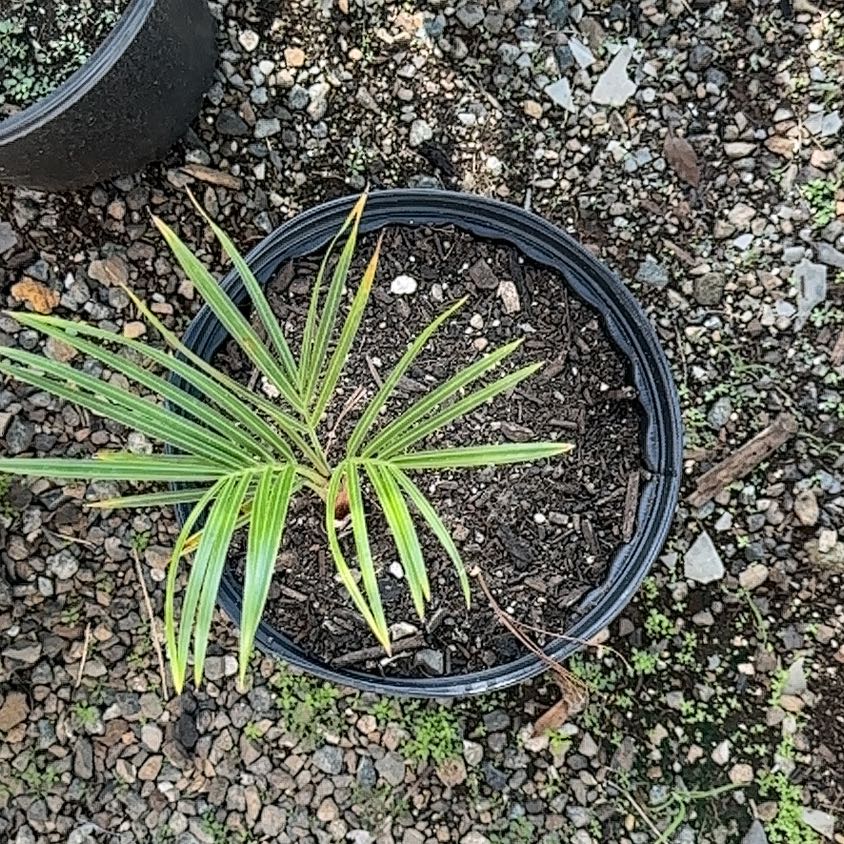 Photo of the plant species Triangle Palm by @UnspoiltDill named Figyonce on Greg, the plant care app