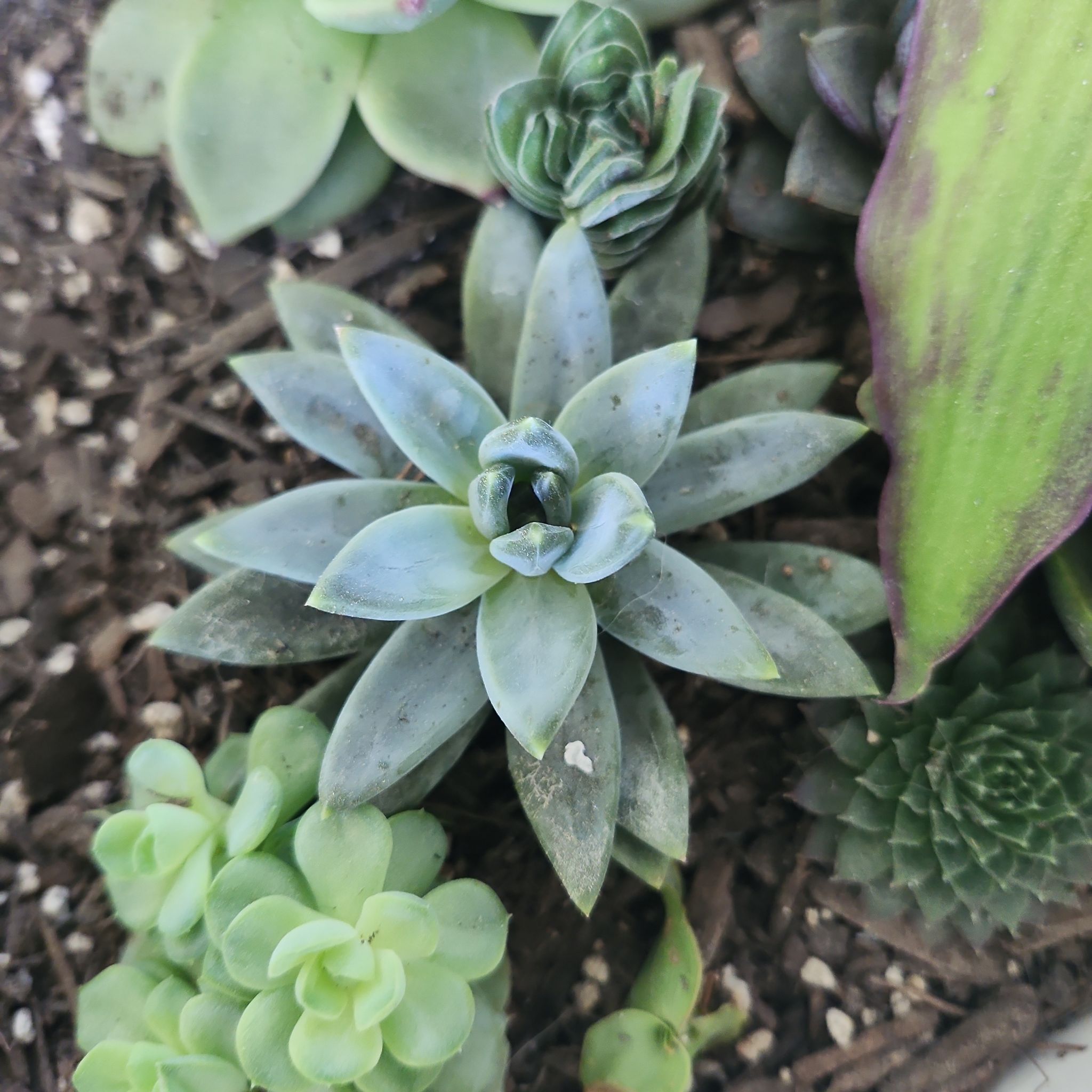 Photo of the plant species Pachyphytum compactum f. cristata by @DirectorWoreya named Gomez on Greg, the plant care app