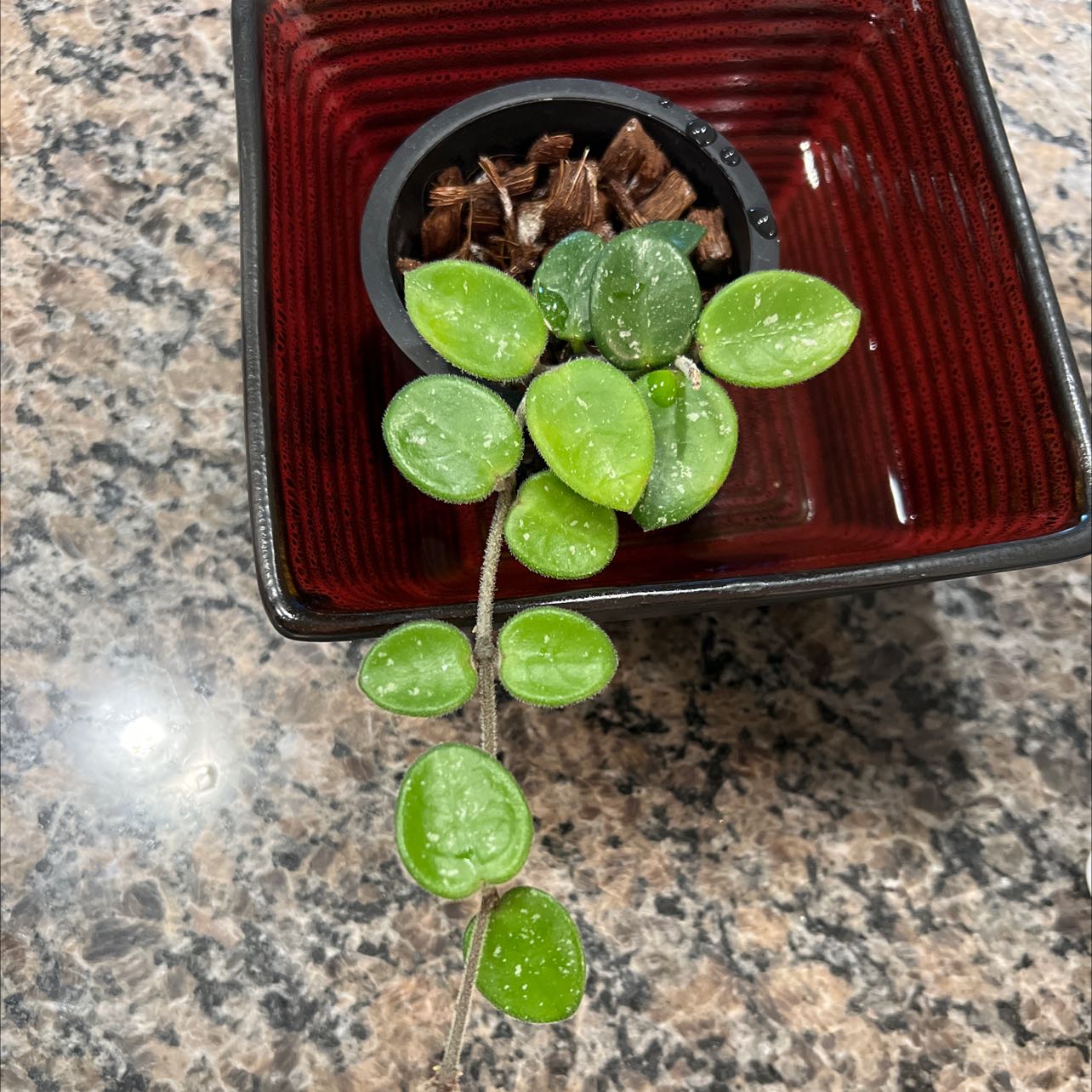 Hoya 'Mathilde' plant with healthy green leaves in a small container.