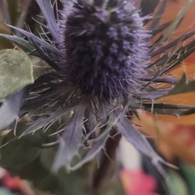 Photo of the plant species Eryngo by @Flamingoflower named Rosa on Greg, the plant care app